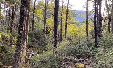 Z O N A S U R . C L   20.000 m2 ubicado en el sector de Rinconada Catripulli Alto