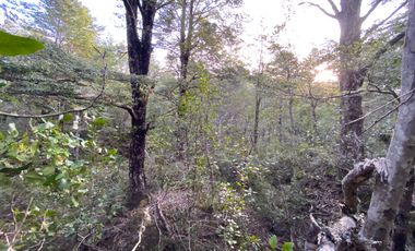 Z O N A S U R . C L   20.000 m2 ubicado en el sector de Rinconada Catripulli Alto