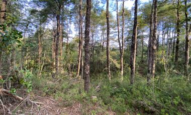 Z O N A S U R . C L   20.000 m2 ubicado en el sector de Rinconada Catripulli Alto