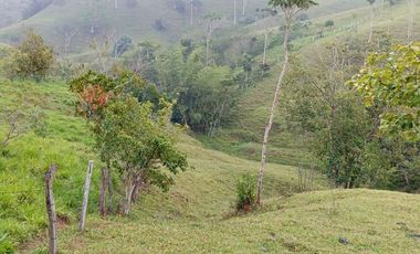 Venta Finca Ganadera en Caracolí Antioquia