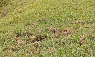 Venta Finca Ganadera en Caracolí Antioquia