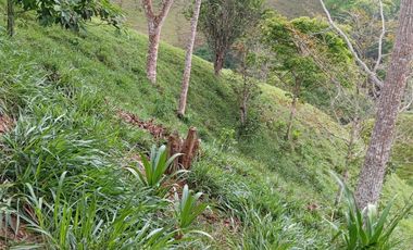 Venta Finca Ganadera en Caracolí Antioquia