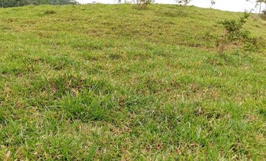 Venta Finca Ganadera en Caracolí Antioquia