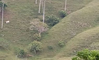 Venta Finca Ganadera en Caracolí Antioquia