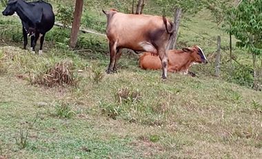 Venta Finca Ganadera en Caracolí Antioquia