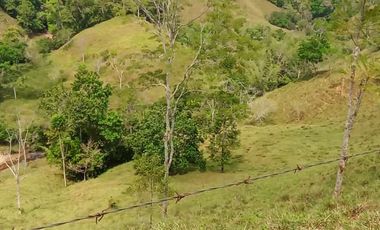 Venta Finca Ganadera en Caracolí Antioquia