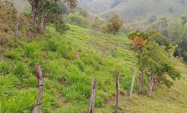 Venta Finca Ganadera en Caracolí Antioquia