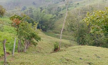 Venta Finca Ganadera en Caracolí Antioquia