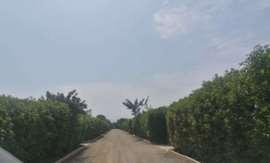 Se Vende Amplia Casa De Campo En Cañete Imperial
