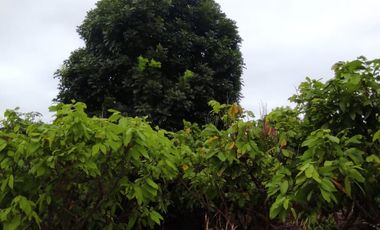 F24 - Vendo Hacienda agrícola en Guayas - 50 hectáreas