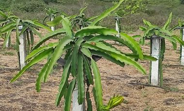 F24 - Vendo Hacienda agrícola en Guayas - 50 hectáreas