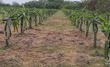 F24 - Vendo Hacienda agrícola en Guayas - 50 hectáreas