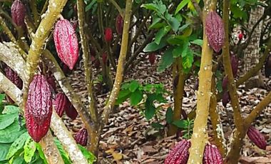 F24 - Vendo Hacienda agrícola en Guayas - 50 hectáreas