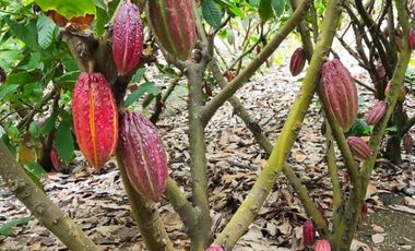 F24 - Vendo Hacienda agrícola en Guayas - 50 hectáreas