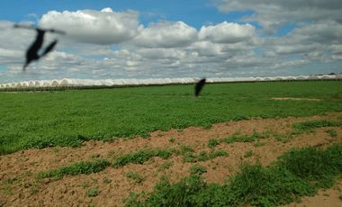 OPORTUNIDAD RANCHO AGRICOLA CON MACROTUNELES CON POZO, TIERRAS DE PRIMERA EN DOLORES HIDALGO, CON ACCESO CERCA CARRETERA Y A UN SUPER PRECIO