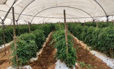 OPORTUNIDAD RANCHO AGRICOLA CON MACROTUNELES CON POZO, TIERRAS DE PRIMERA EN DOLORES HIDALGO, CON ACCESO CERCA CARRETERA Y A UN SUPER PRECIO