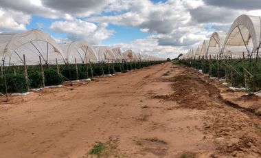 OPORTUNIDAD RANCHO AGRICOLA CON MACROTUNELES CON POZO, TIERRAS DE PRIMERA EN DOLORES HIDALGO, CON ACCESO CERCA CARRETERA Y A UN SUPER PRECIO