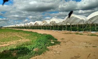 OPORTUNIDAD RANCHO AGRICOLA CON MACROTUNELES CON POZO, TIERRAS DE PRIMERA EN DOLORES HIDALGO, CON ACCESO CERCA CARRETERA Y A UN SUPER PRECIO