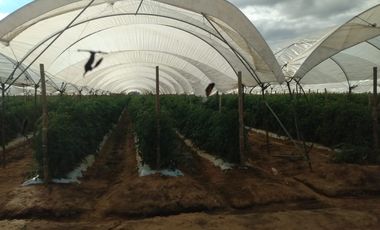 OPORTUNIDAD RANCHO AGRICOLA CON MACROTUNELES CON POZO, TIERRAS DE PRIMERA EN DOLORES HIDALGO, CON ACCESO CERCA CARRETERA Y A UN SUPER PRECIO