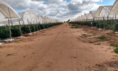 OPORTUNIDAD RANCHO AGRICOLA CON MACROTUNELES CON POZO, TIERRAS DE PRIMERA EN DOLORES HIDALGO, CON ACCESO CERCA CARRETERA Y A UN SUPER PRECIO