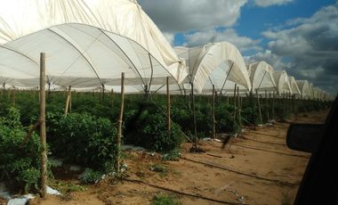 OPORTUNIDAD RANCHO AGRICOLA CON MACROTUNELES CON POZO, TIERRAS DE PRIMERA EN DOLORES HIDALGO, CON ACCESO CERCA CARRETERA Y A UN SUPER PRECIO