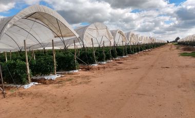 OPORTUNIDAD RANCHO AGRICOLA CON MACROTUNELES CON POZO, TIERRAS DE PRIMERA EN DOLORES HIDALGO, CON ACCESO CERCA CARRETERA Y A UN SUPER PRECIO