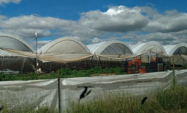 OPORTUNIDAD RANCHO AGRICOLA CON MACROTUNELES CON POZO, TIERRAS DE PRIMERA EN DOLORES HIDALGO, CON ACCESO CERCA CARRETERA Y A UN SUPER PRECIO