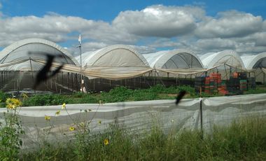 OPORTUNIDAD RANCHO AGRICOLA CON MACROTUNELES CON POZO, TIERRAS DE PRIMERA EN DOLORES HIDALGO, CON ACCESO CERCA CARRETERA Y A UN SUPER PRECIO