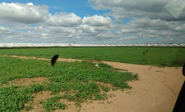 OPORTUNIDAD RANCHO AGRICOLA CON MACROTUNELES CON POZO, TIERRAS DE PRIMERA EN DOLORES HIDALGO, CON ACCESO CERCA CARRETERA Y A UN SUPER PRECIO