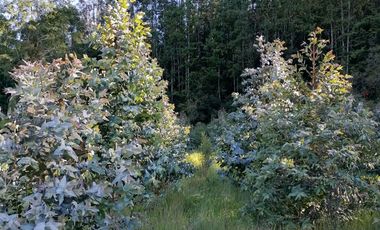 Se vende 02 Parcelas Sector Pureo-Tripayante