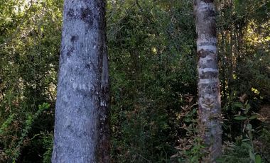 Se vende 02 Parcelas Sector Pureo-Tripayante