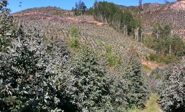 Se vende 02 Parcelas Sector Pureo-Tripayante