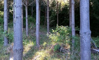 Se vende 02 Parcelas Sector Pureo-Tripayante