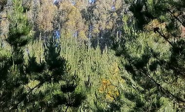 Se vende 02 Parcelas Sector Pureo-Tripayante