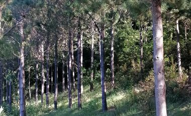 Se vende 02 Parcelas Sector Pureo-Tripayante