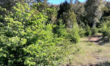 Se vende 02 Parcelas Sector Pureo-Tripayante