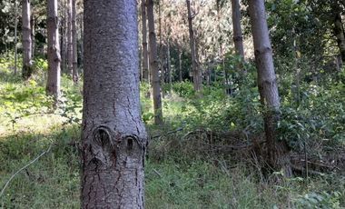 Se vende 02 Parcelas Sector Pureo-Tripayante