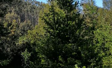 Se vende 02 Parcelas Sector Pureo-Tripayante