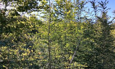 Se vende 02 Parcelas Sector Pureo-Tripayante