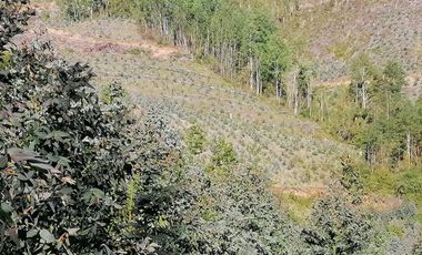 Se vende 02 Parcelas Sector Pureo-Tripayante