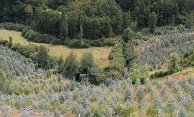 Se vende 02 Parcelas Sector Pureo-Tripayante