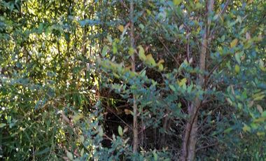 Se vende 02 Parcelas Sector Pureo-Tripayante