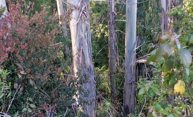 Se vende 02 Parcelas Sector Pureo-Tripayante