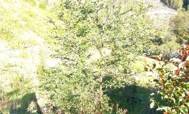 Se vende 02 Parcelas Sector Pureo-Tripayante