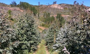 Se vende 02 Parcelas Sector Pureo-Tripayante