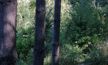 Se vende 02 Parcelas Sector Pureo-Tripayante