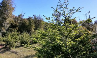 Se vende 02 Parcelas Sector Pureo-Tripayante