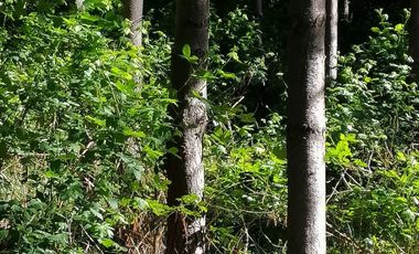 Se vende 02 Parcelas Sector Pureo-Tripayante