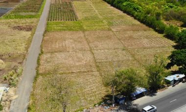 Farm Lot For Sale Santo Domingo, Nueva Ecija
