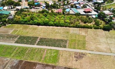 Farm Lot For Sale Santo Domingo, Nueva Ecija